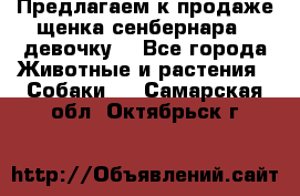 Предлагаем к продаже щенка сенбернара - девочку. - Все города Животные и растения » Собаки   . Самарская обл.,Октябрьск г.